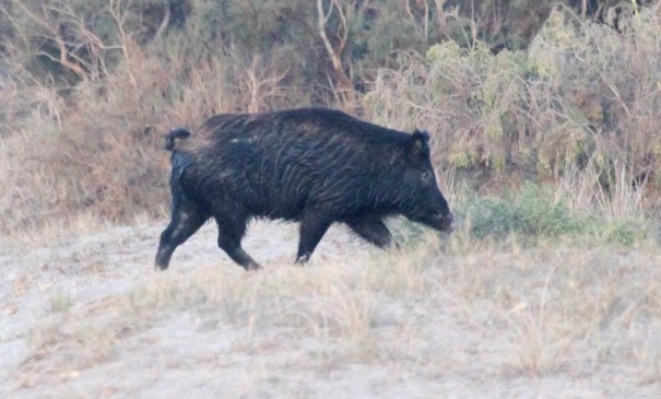 boar
