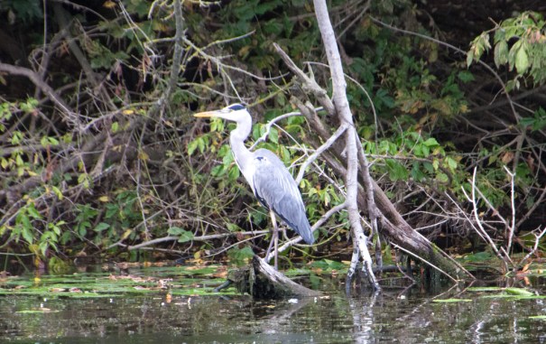 heron