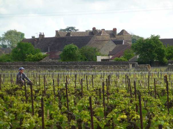 Cycling Through the Vines