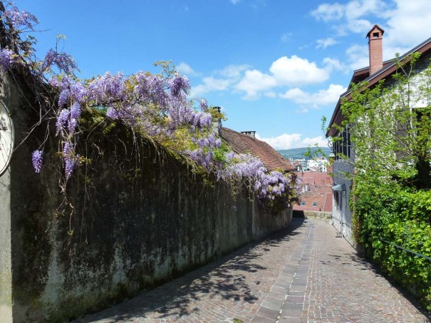 Wisteria Lined Lane by the Chateau