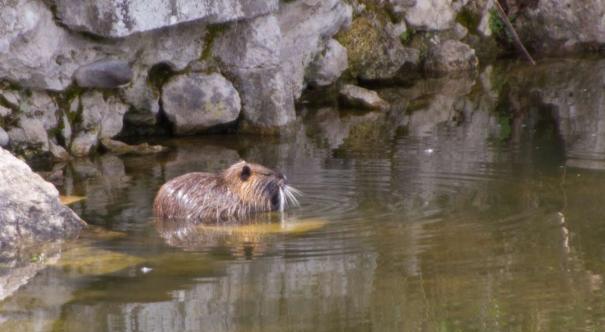 Coypu