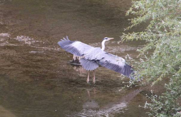 heron1