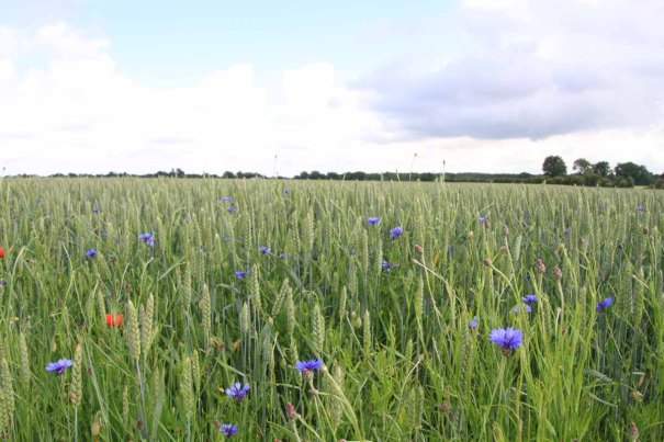 Cornflowers