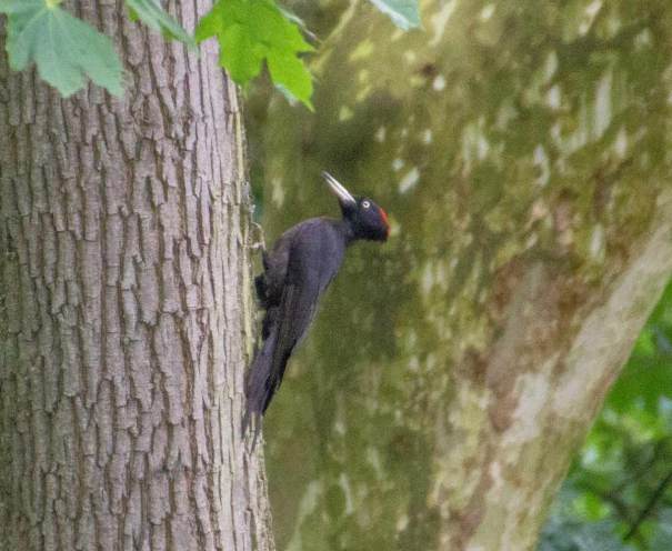 Black Woodpecker