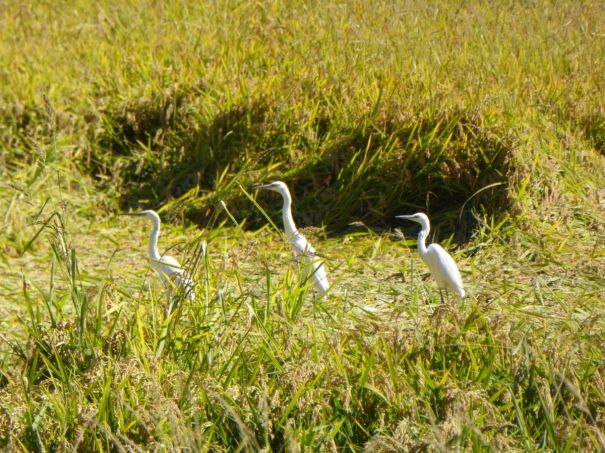 Egrets in the fields by the Canal