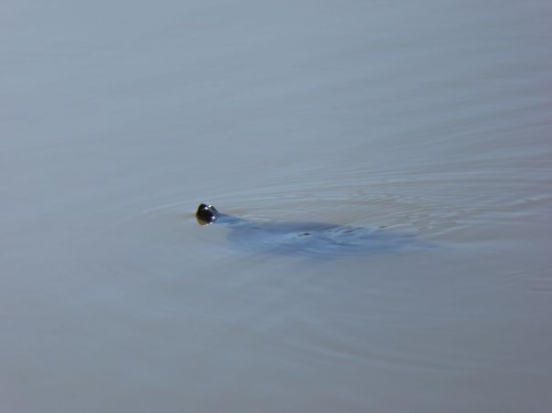 Turtle swimming by.