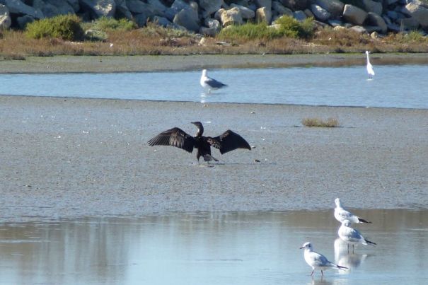 Cormorant drying his wings after a day fishing.
