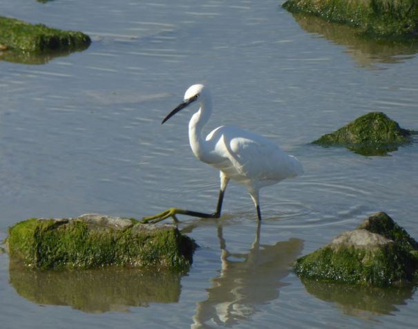 Another egret, showing off his smart yellow feet.