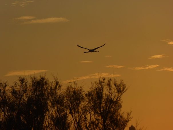 Flying home at nightfall.