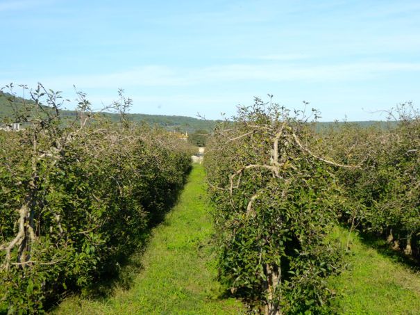 Apple Orchards