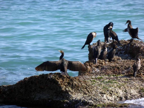 Wings Drying in the Sun