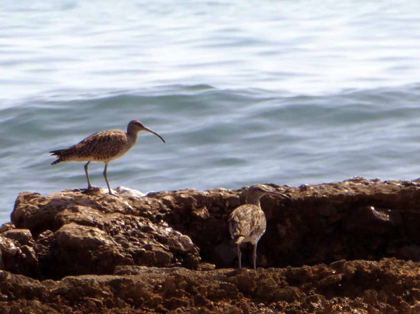 Curlew