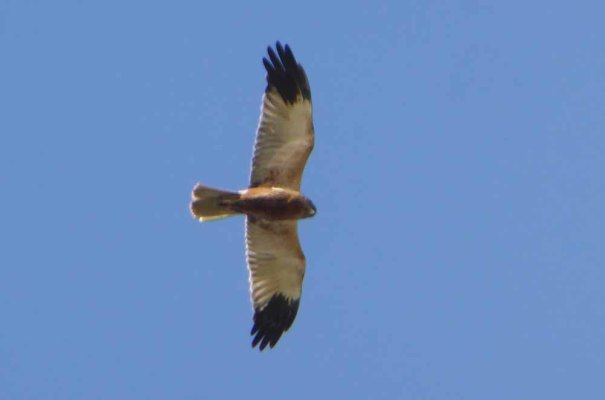 Marsh Harrier?