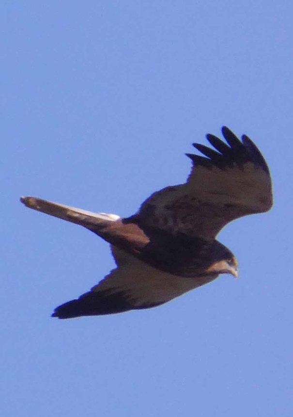 Marsh Harrier?