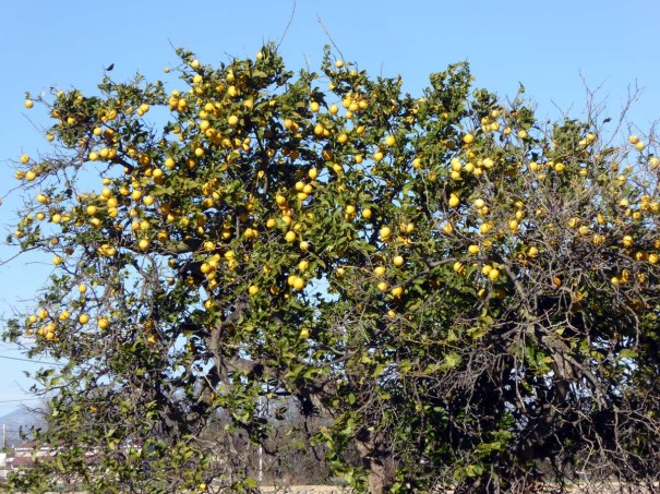 Lemon Tree alongside our cycle ride