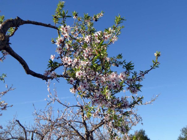 Almond blossom