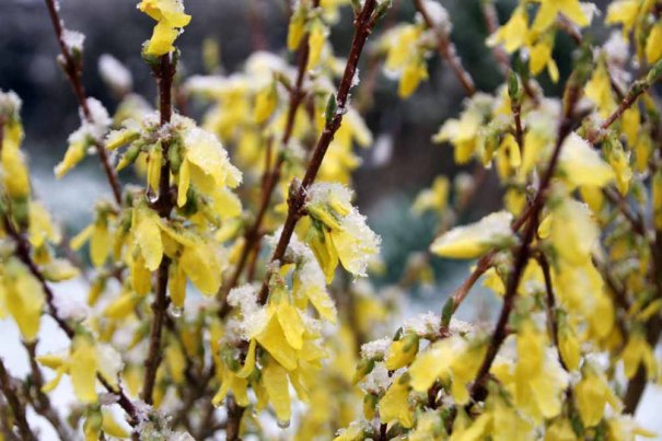 Forsythia