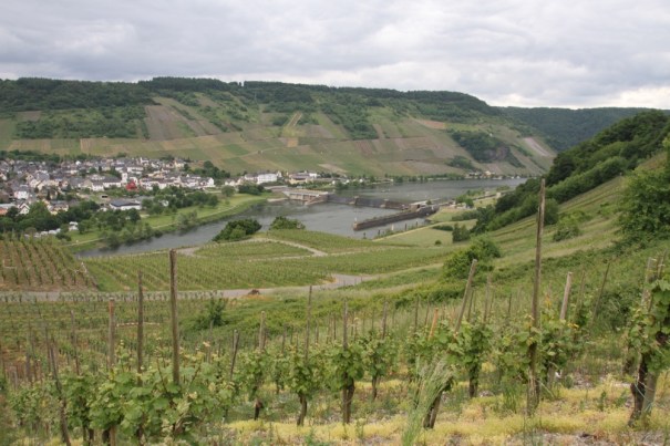 The next day we cycled up river to the locks and hydro-electric power station at Minheim, then came back at a higher level, through the vineyards that cover the sides of the Moselle valley.