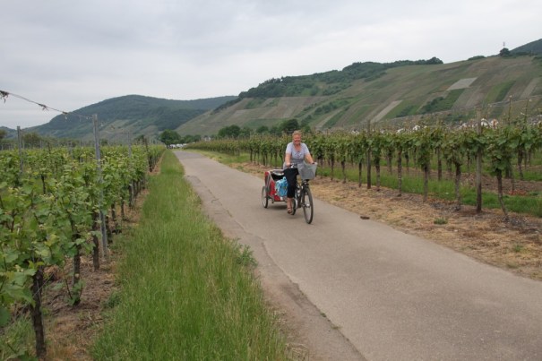 On our first morning we set off along the cycle path through the vines, heading north to Bernkastel-Kues.