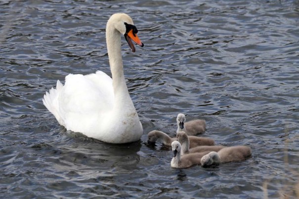 Fishery Creek Locals