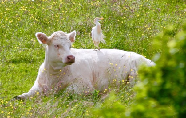 Egret perched on Cow.
