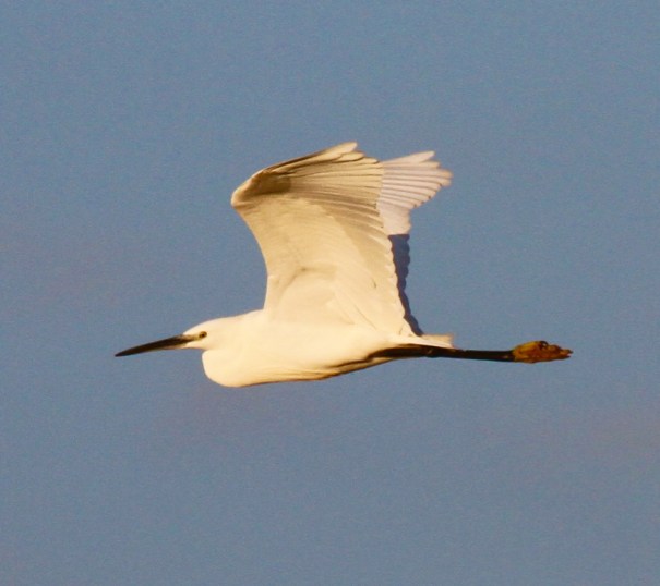 Egret