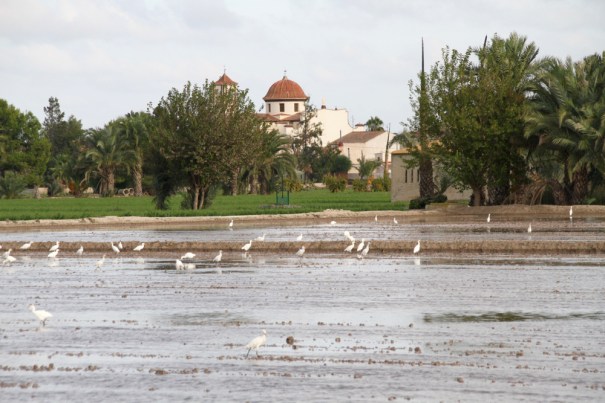 Flooded Fields
