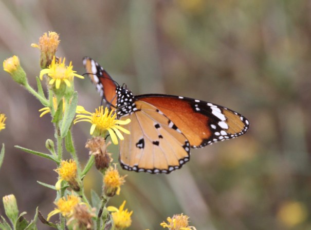 Butterfly at El Fondo