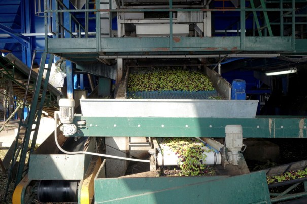 Olives on the way in