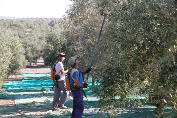 Stripping the Olives
