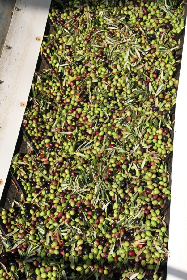 Olives on the way to being washed and de-leafed