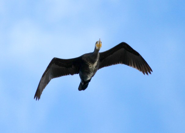Cormorant