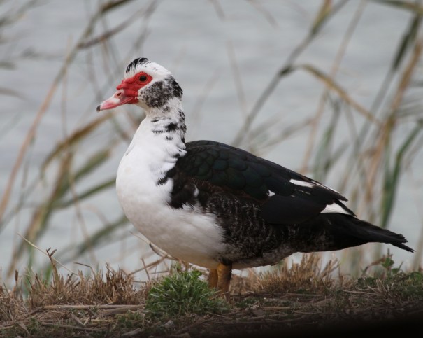 Muscovy Duck
