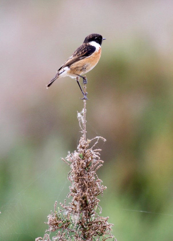 Stonechat
