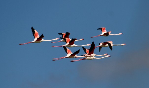 Flamingos