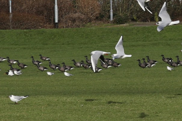 Gulls Flying Backwards