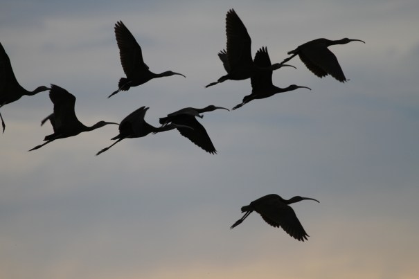 Flock of Ibis