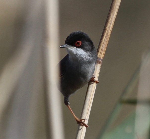 Sardinian Warbler (thanks to Guy Broome and Miss MacPic for ID)