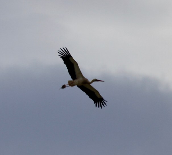 Stork