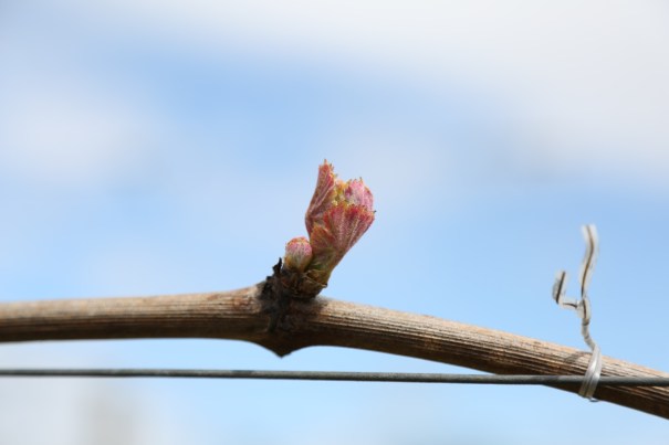 Vine Bud